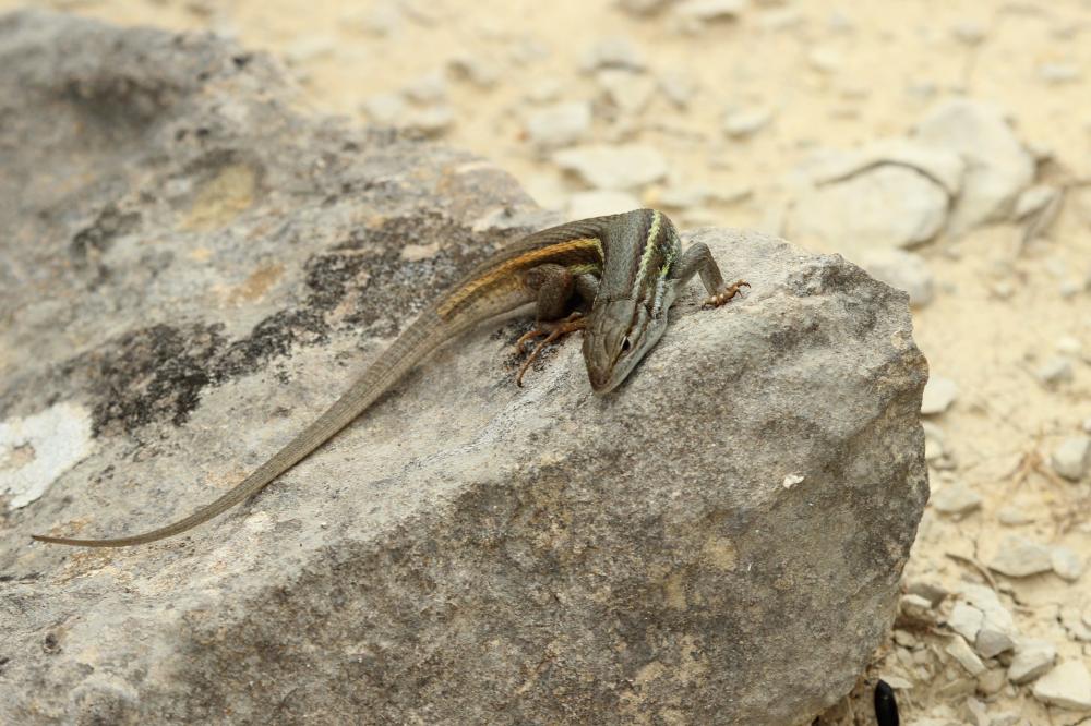 Psammodrome algire Psammodromus algirus (Linnaeus, 1758)