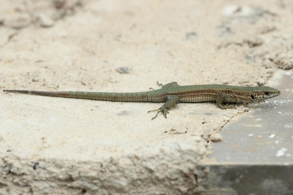 Lézard catalan des Cévennes Podarcis liolepis cebennensis Guillaume & Geniez in Fretey, 1986