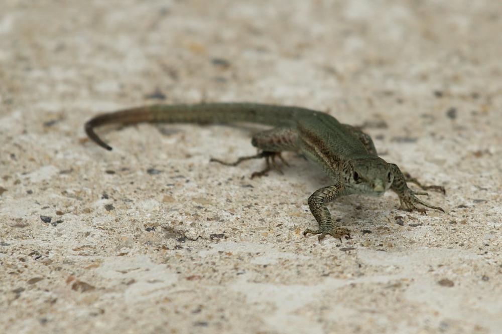 Lézard catalan des Cévennes Podarcis liolepis cebennensis Guillaume & Geniez in Fretey, 1986