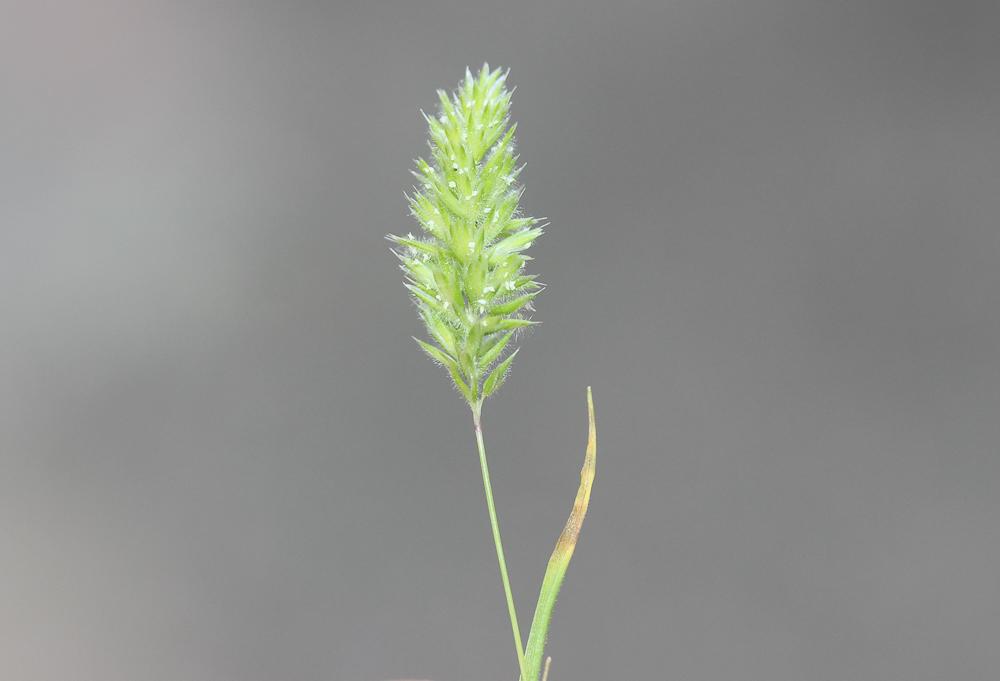 Fausse fléole, Rostraria à crête, Koelérie fausse Rostraria cristata (L.) Tzvelev, 1971