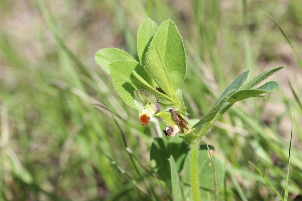 Vesce de Johann Vicia johannis Tamamsch., 1954