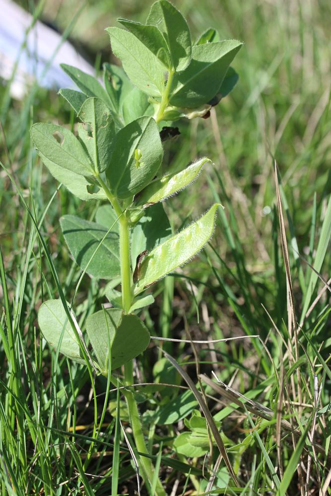 Vesce de Johann Vicia johannis Tamamsch., 1954