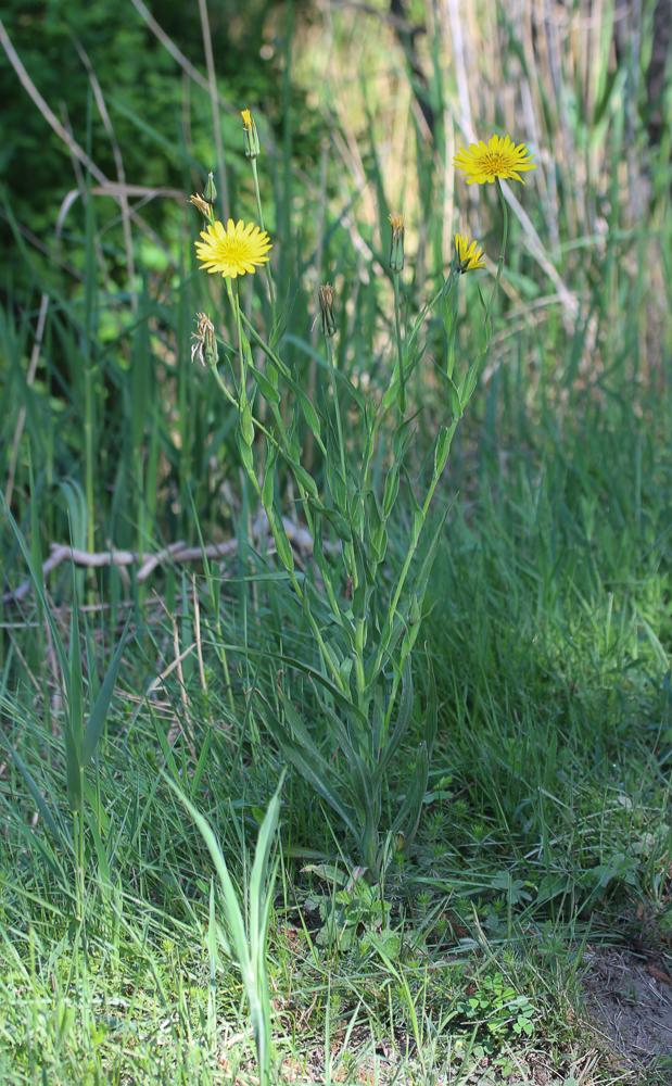 Salsifis des prés Tragopogon pratensis L., 1753