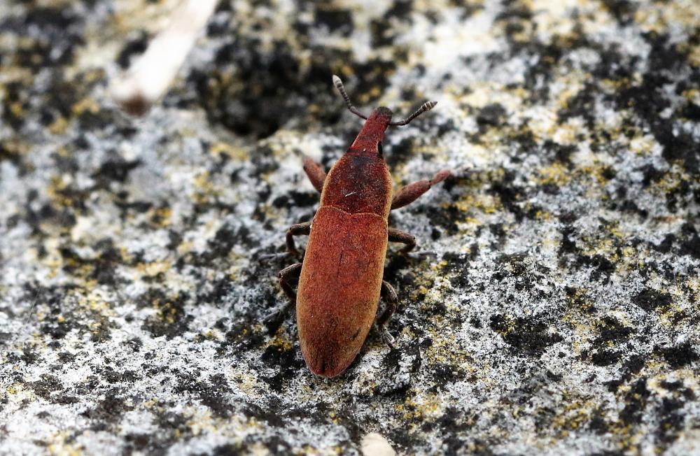Lixus angustus (Herbst, 1795)