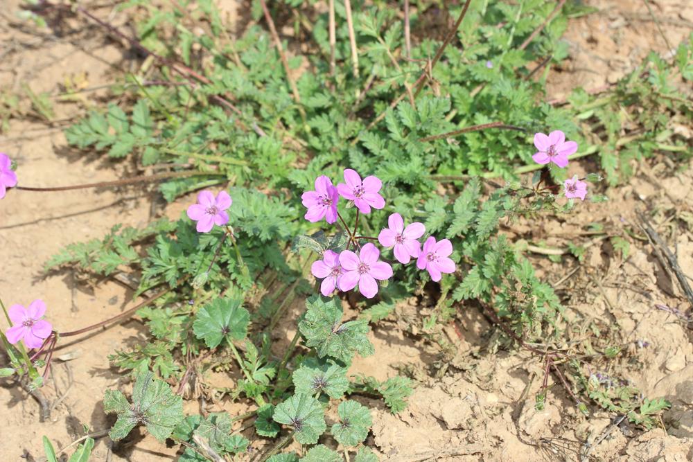 Érodium acaule Erodium acaule (L.) Bech. & Thell., 1928