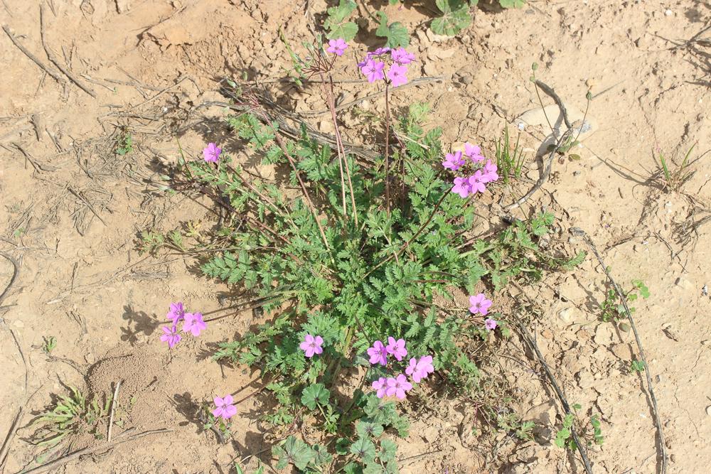 Érodium acaule Erodium acaule (L.) Bech. & Thell., 1928