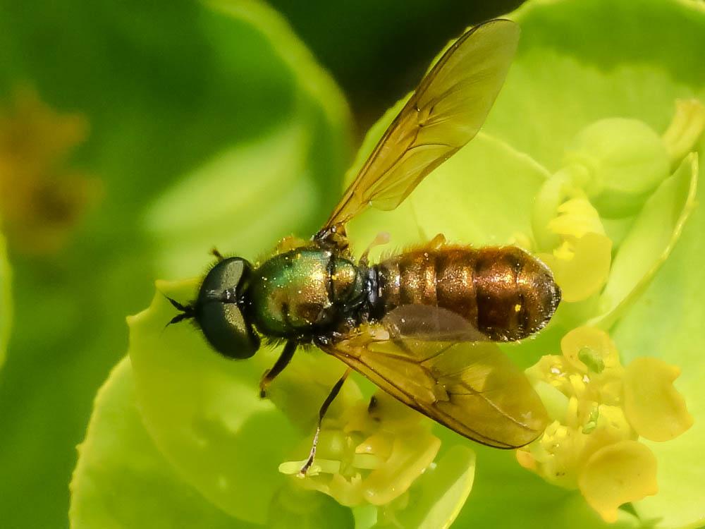 Chloromyia formosa (Scopoli, 1763)