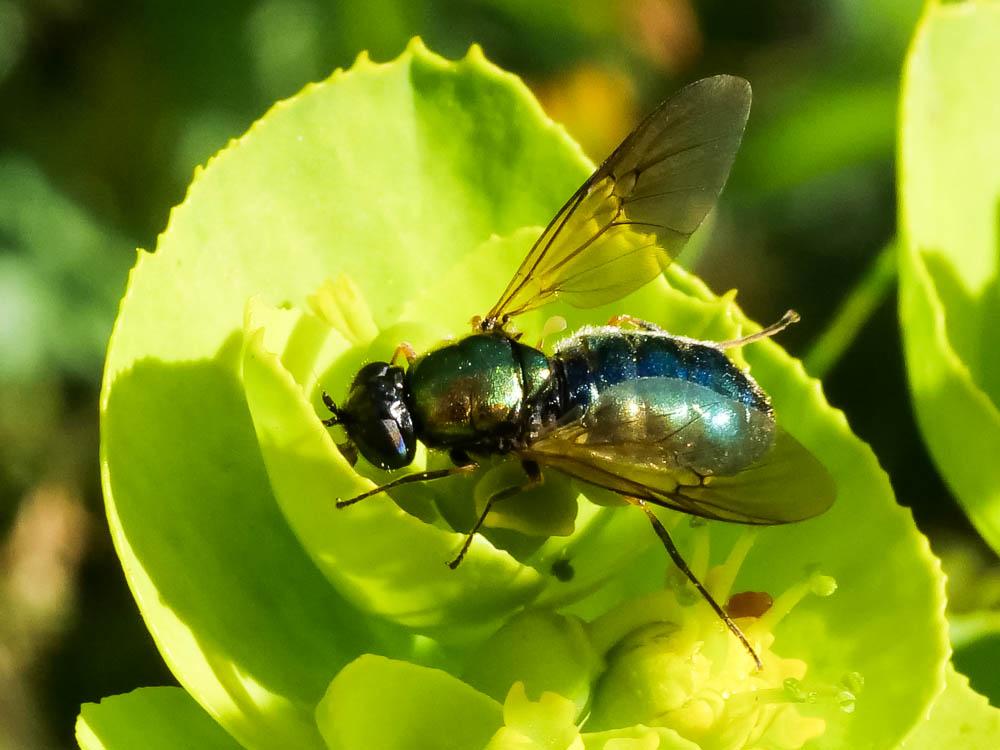  Chloromyia formosa (Scopoli, 1763)