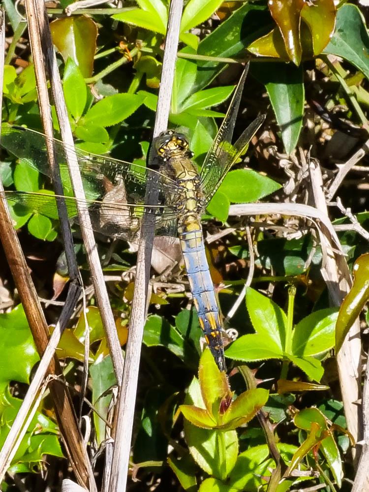 Orthétrum réticulé (L') Orthetrum cancellatum (Linnaeus, 1758)