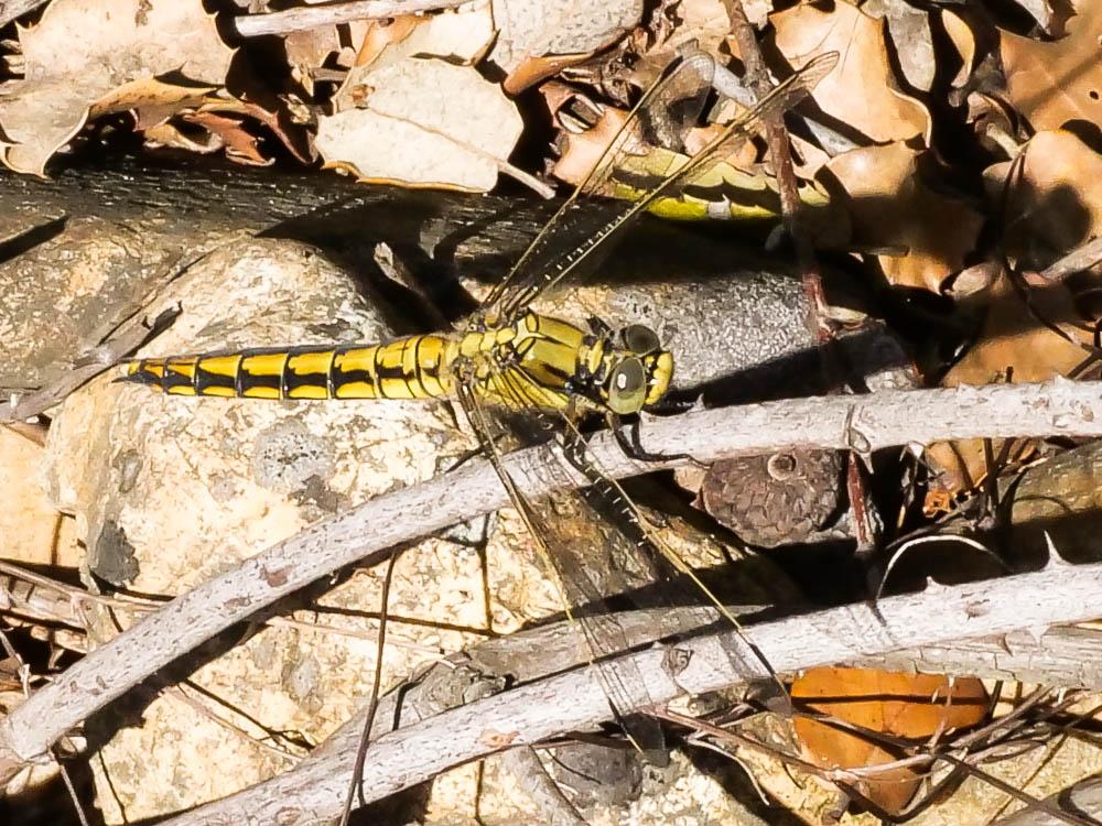 Orthétrum réticulé (L') Orthetrum cancellatum (Linnaeus, 1758)