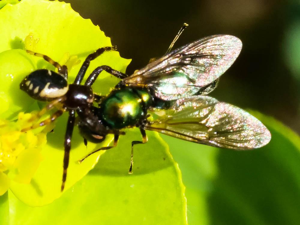 Thomise Napoléon Synema globosum (Fabricius, 1775)