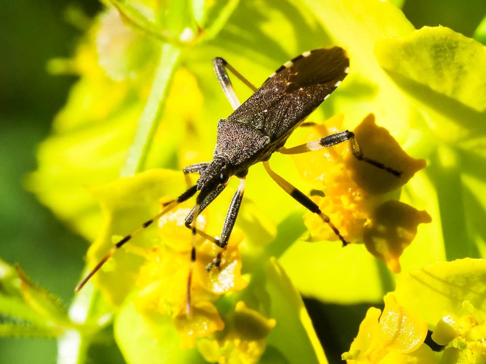 Dicranocephalus