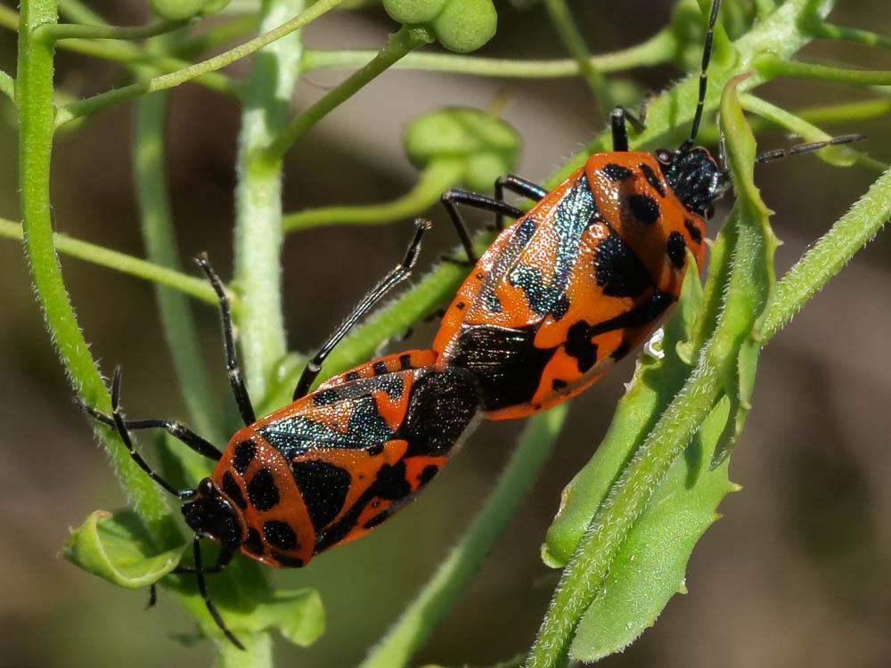 Eurydema ornata (Linnaeus, 1758)