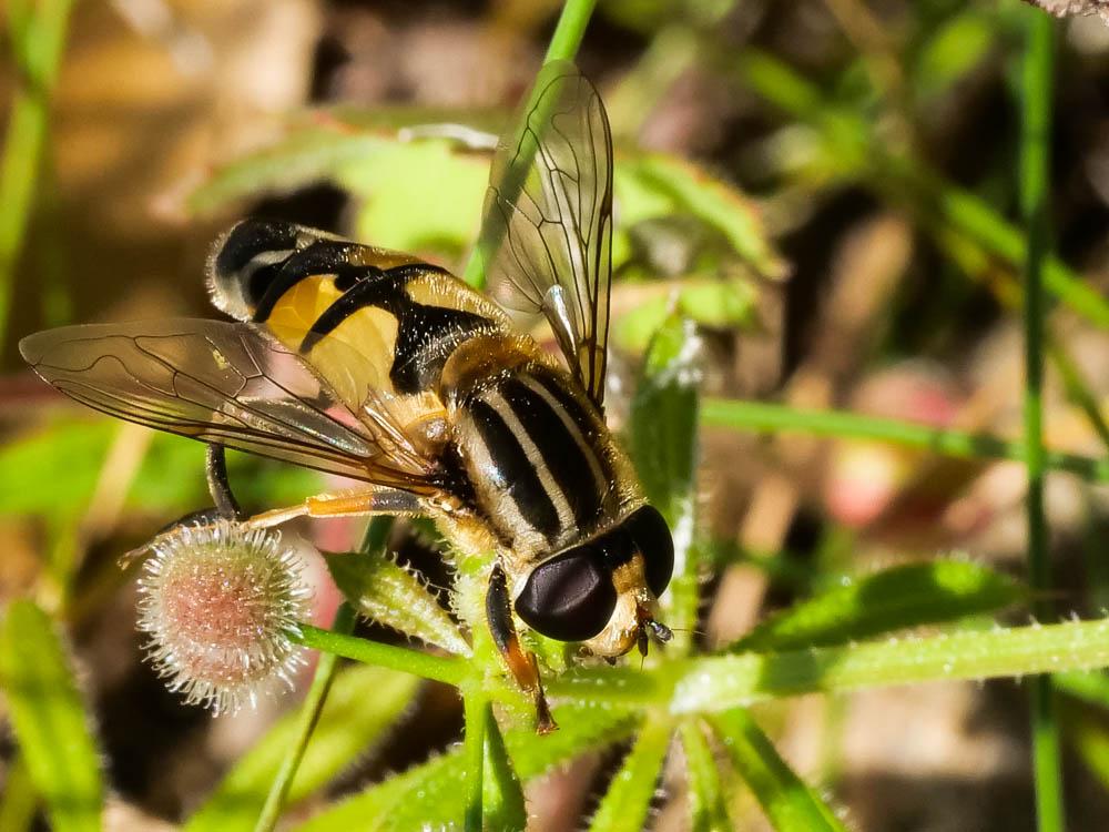  Helophilus trivittatus (Fabricius, 1805)