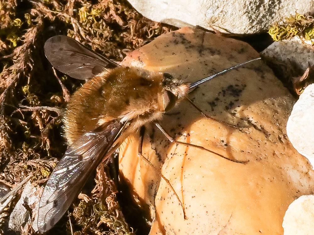  Bombylius discolor Mikan, 1796