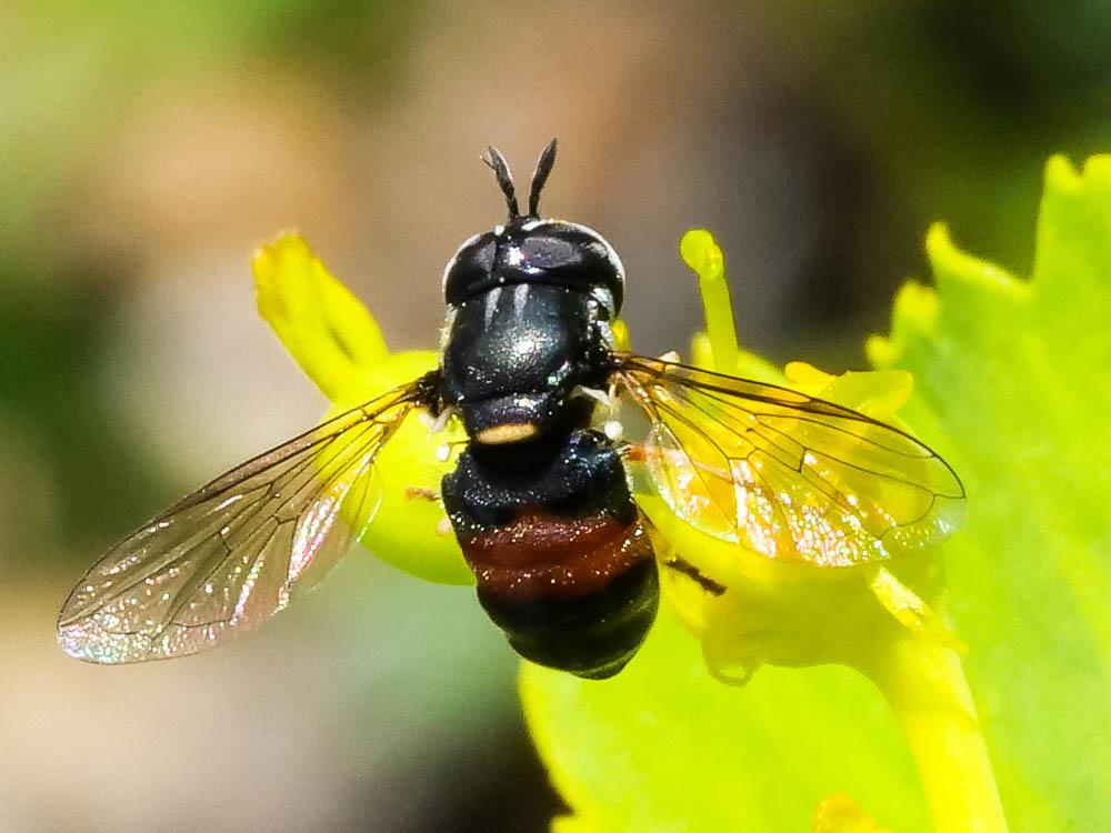 Paragus bicolor (Fabricius, 1794)