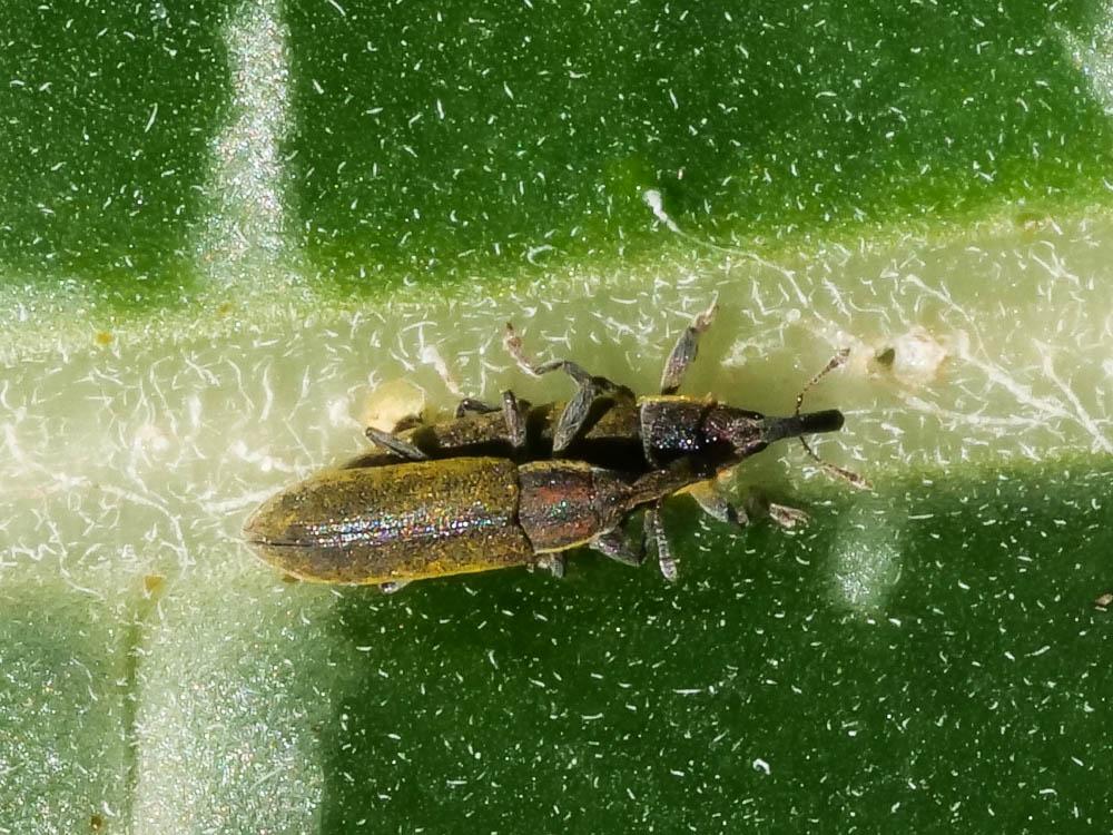 Lixus filiformis (Fabricius, 1781)