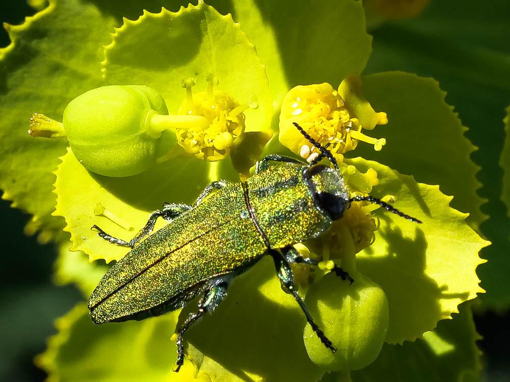 Bupreste hongrois Anthaxia hungarica (Scopoli, 1772)