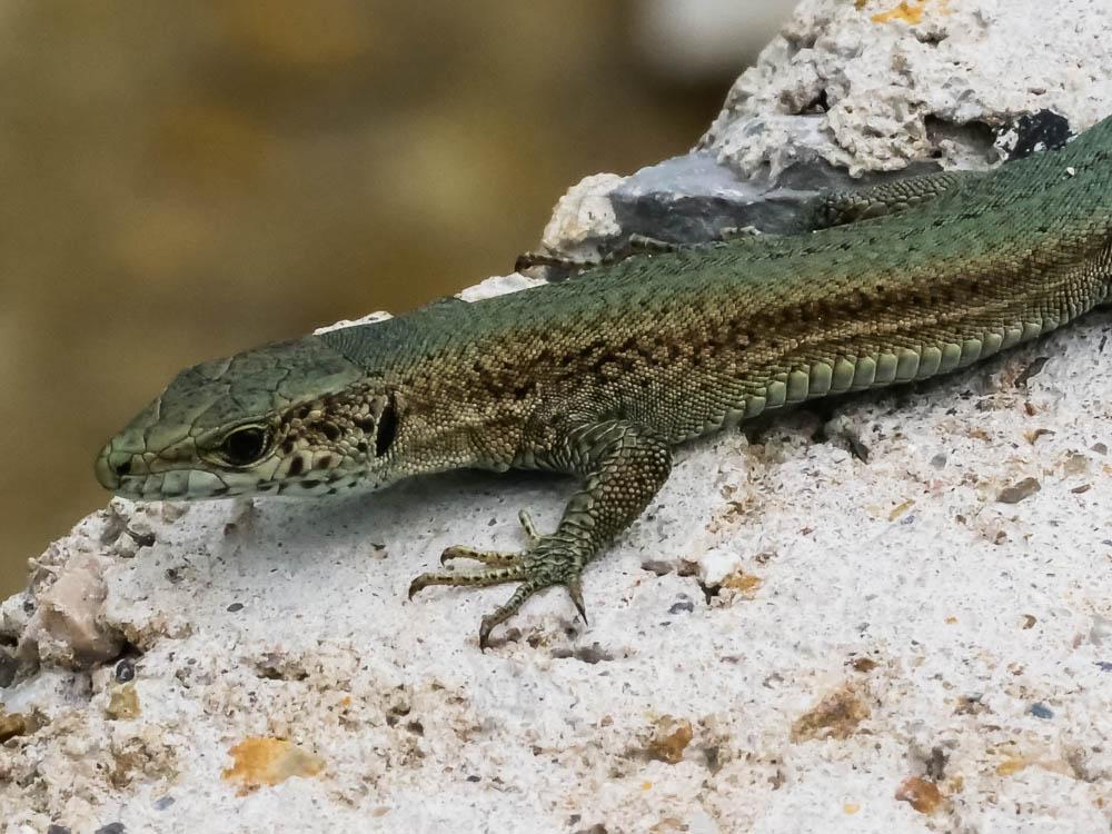 Lézard catalan des Cévennes Podarcis liolepis cebennensis Guillaume & Geniez in Fretey, 1986