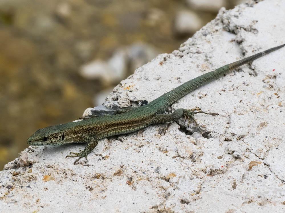 Lézard catalan des Cévennes Podarcis liolepis cebennensis Guillaume & Geniez in Fretey, 1986