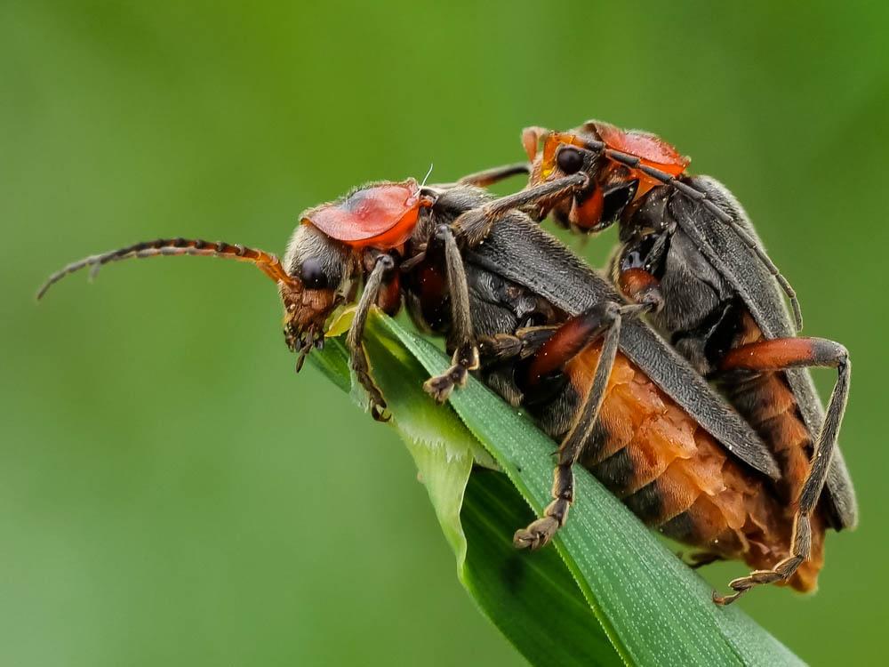 Téléphore moine, Cantharide rustique Cantharis rustica Fallén, 1807