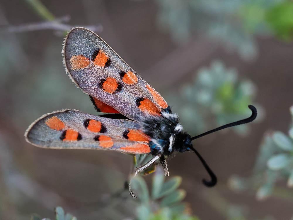 Zygène de l'Esparcette (La), Zygène de la Dorycnie Zygaena rhadamanthus (Esper, 1789)