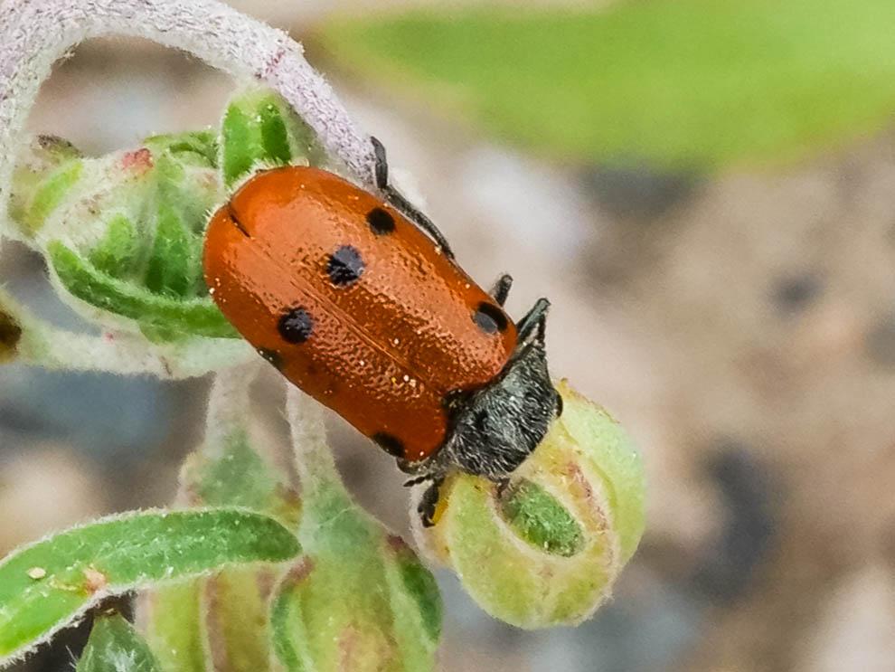  Lachnaia tristigma (Lacordaire, 1848)
