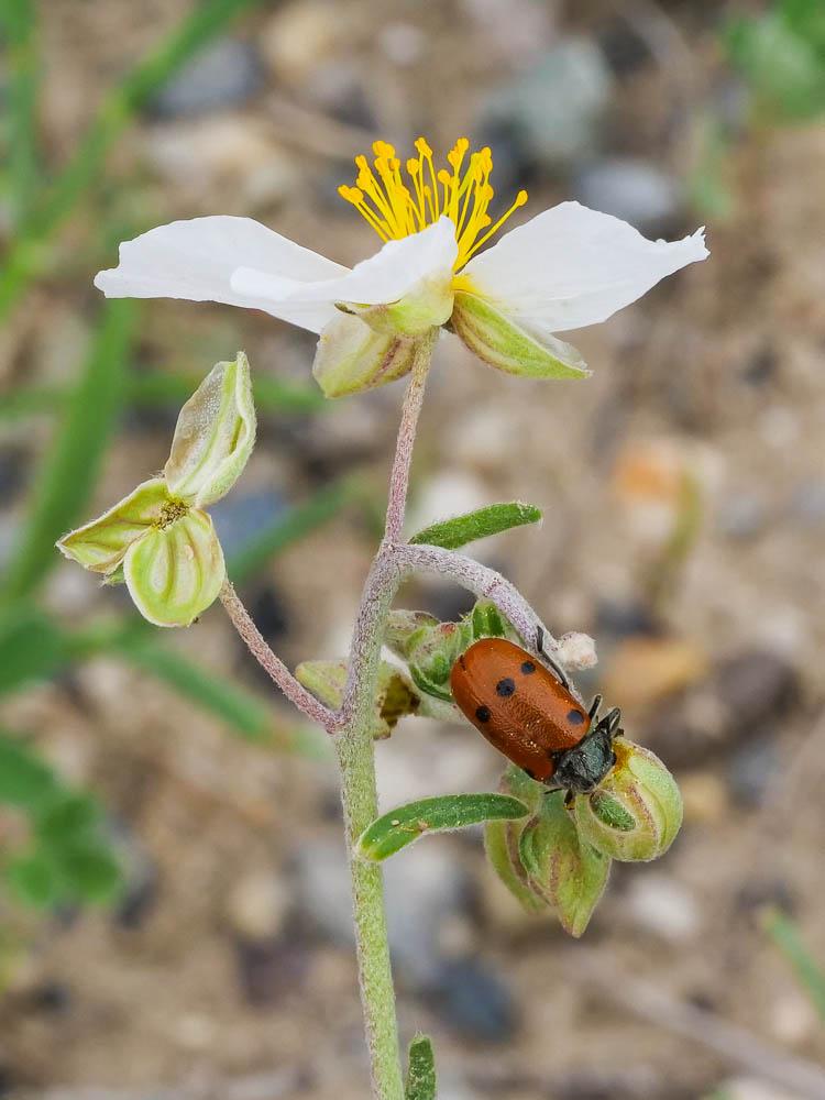  Lachnaia tristigma (Lacordaire, 1848)