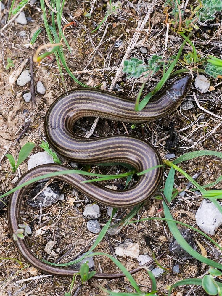 Seps strié Chalcides striatus (Cuvier, 1829)