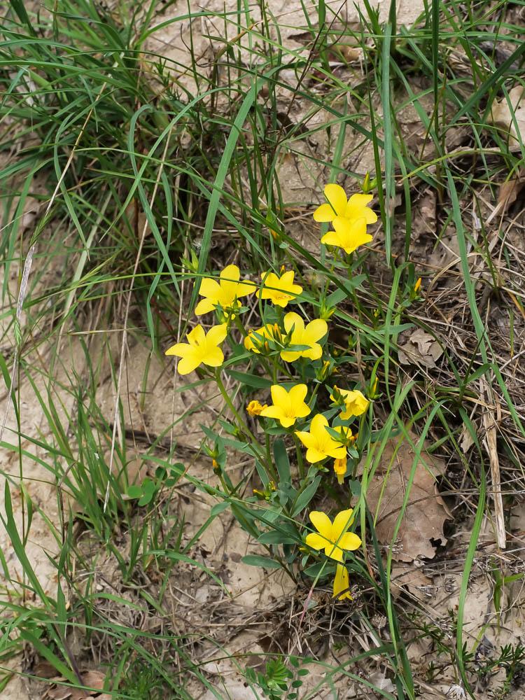 Lin campanulé Linum campanulatum L., 1753