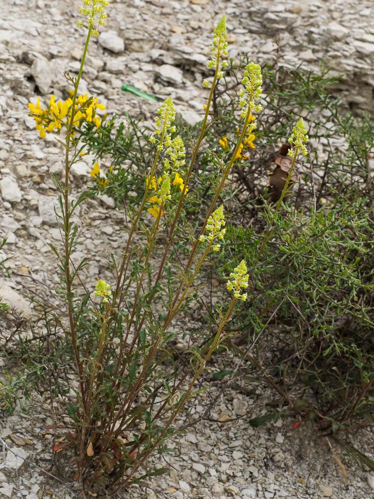 Réséda jaune, Réséda bâtard Reseda lutea L., 1753
