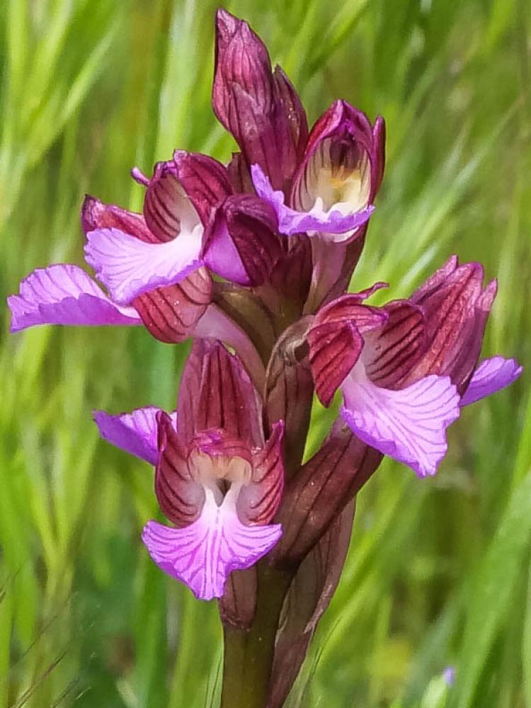 Orchis papillon Anacamptis papilionacea (L.) R.M.Bateman, Pridgeon & M.W.Chase, 1997