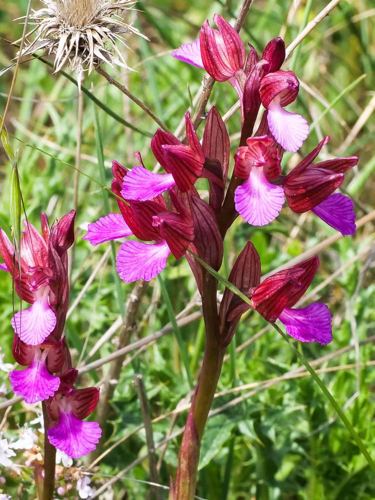 Orchis papillon Anacamptis papilionacea (L.) R.M.Bateman, Pridgeon & M.W.Chase, 1997