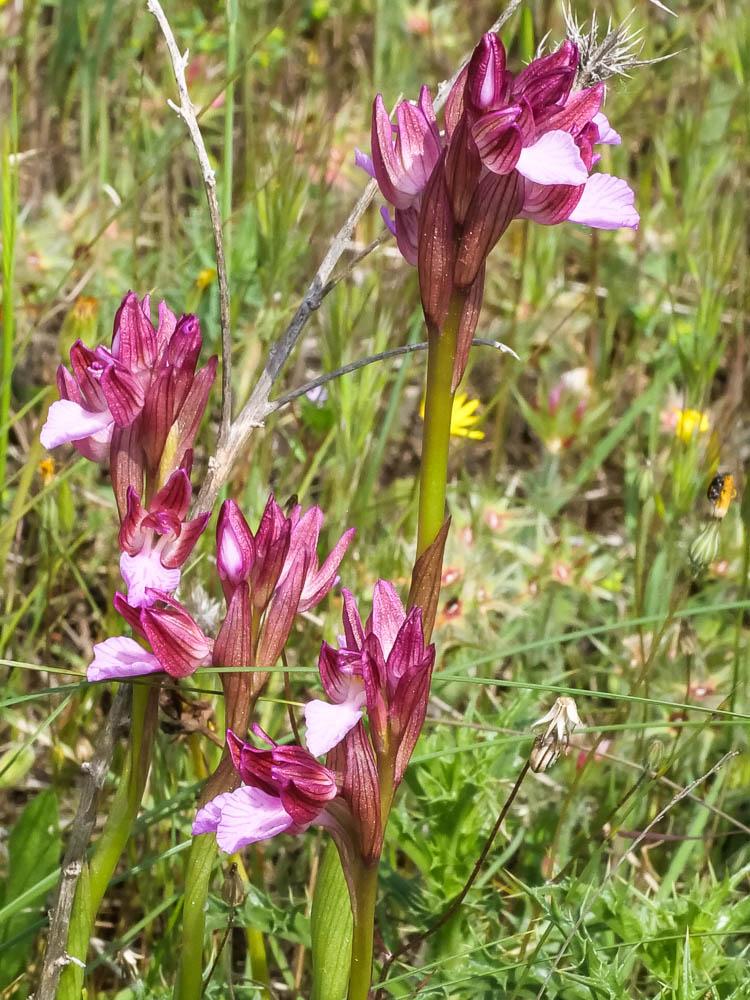 Orchis papillon Anacamptis papilionacea (L.) R.M.Bateman, Pridgeon & M.W.Chase, 1997
