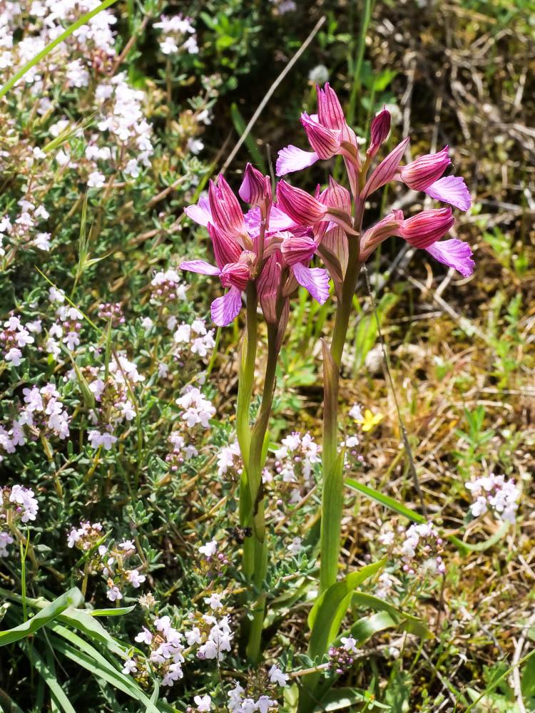 Orchis papillon Anacamptis papilionacea (L.) R.M.Bateman, Pridgeon & M.W.Chase, 1997
