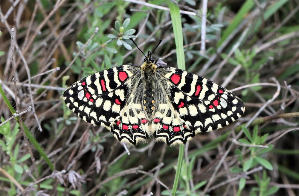 Proserpine (La), Thaïs écarlate (La), Proserpine d Zerynthia rumina (Linnaeus, 1758)