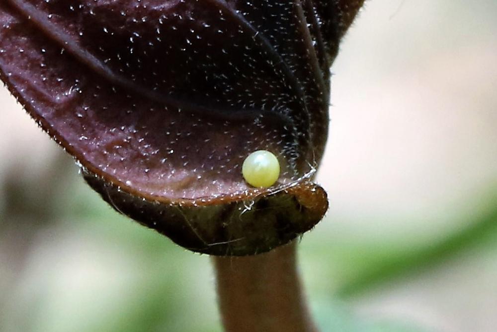 Proserpine (La), Thaïs écarlate (La), Proserpine d Zerynthia rumina (Linnaeus, 1758)