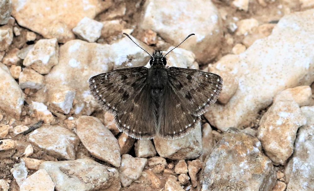 Point de Hongrie (Le), Grisette (La) Erynnis tages (Linnaeus, 1758)