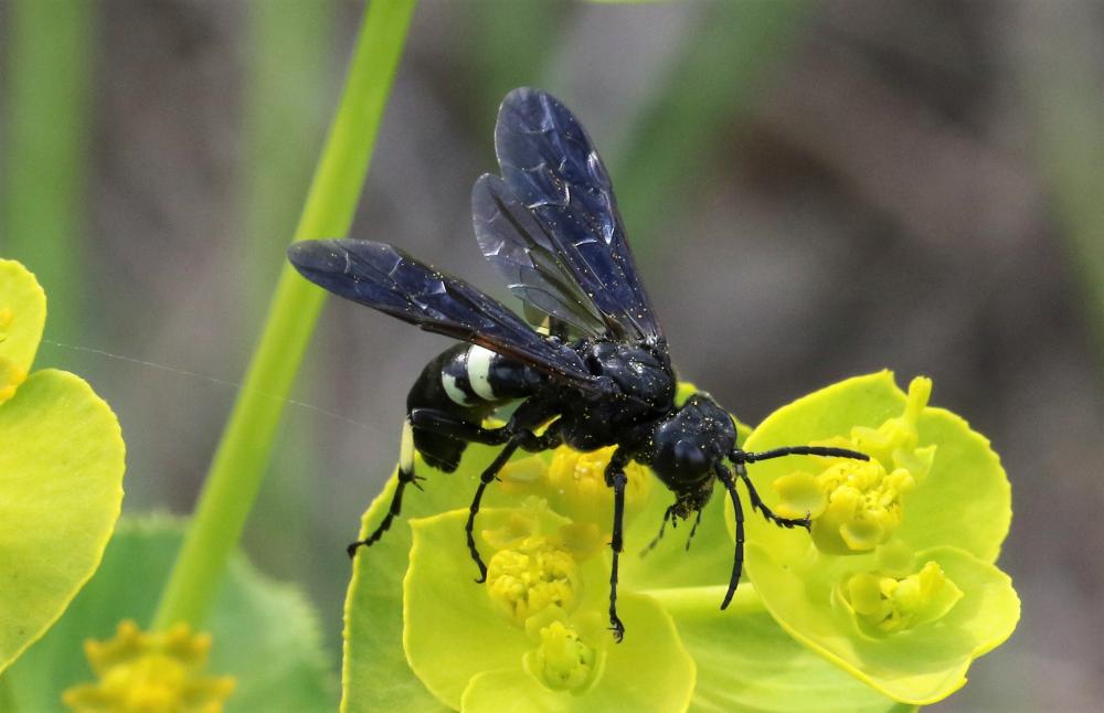  Cephaledo bifasciata (Müller, 1766)