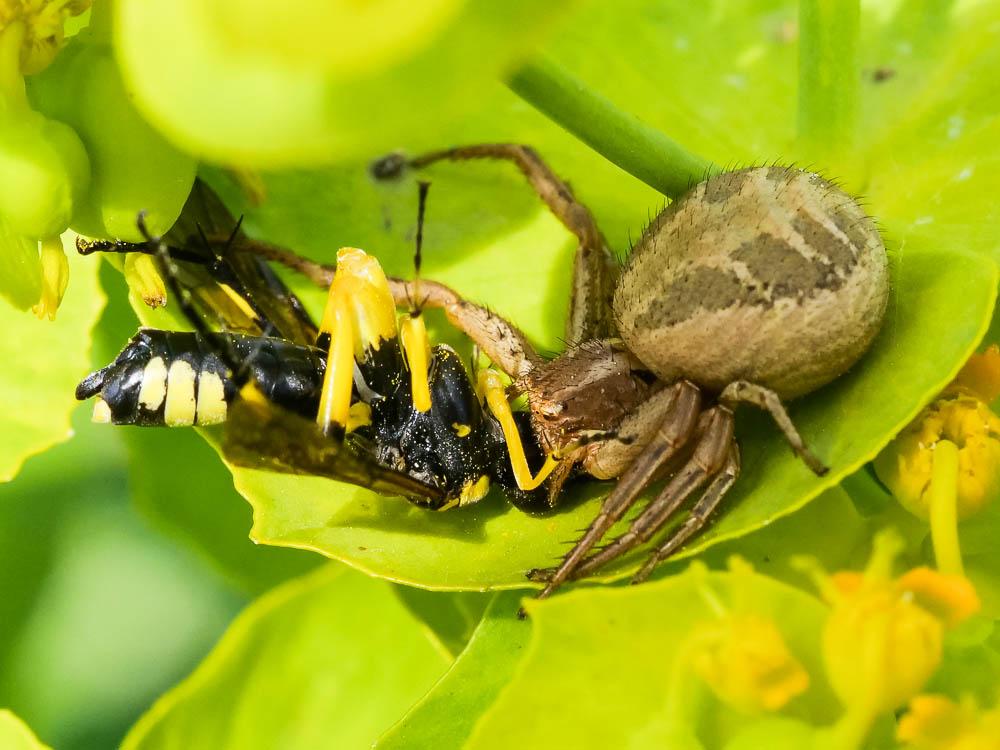 Xystique Xysticus 