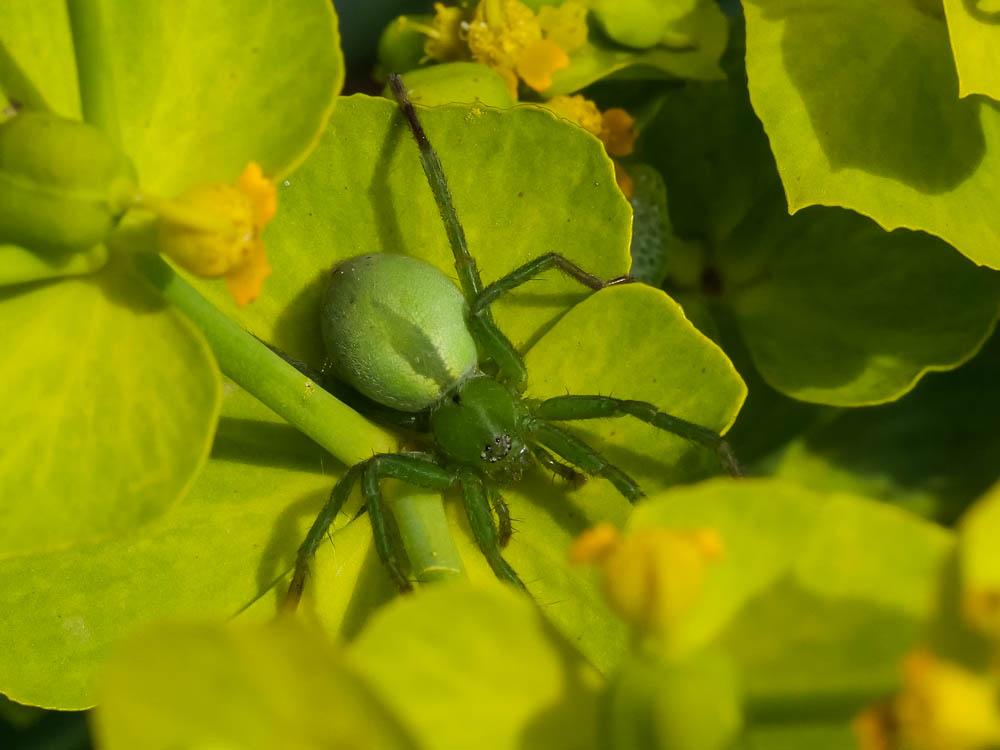 Micrommata ligurinum (C. L. Koch, 1845)