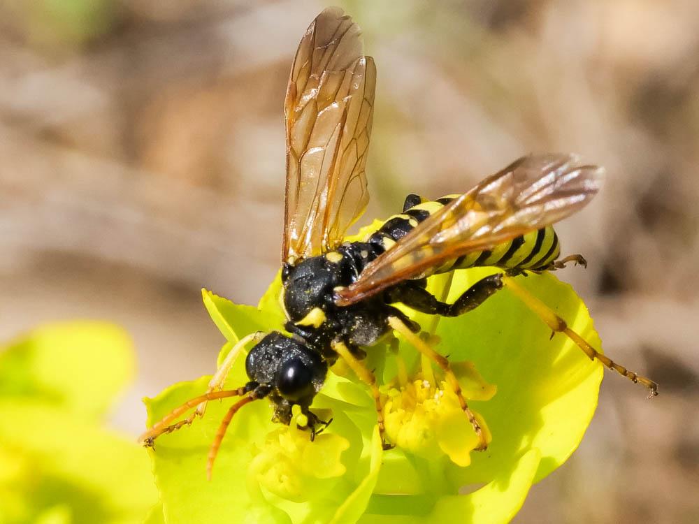 Cephaledo meridiana (Audinet-Serville, 1823)