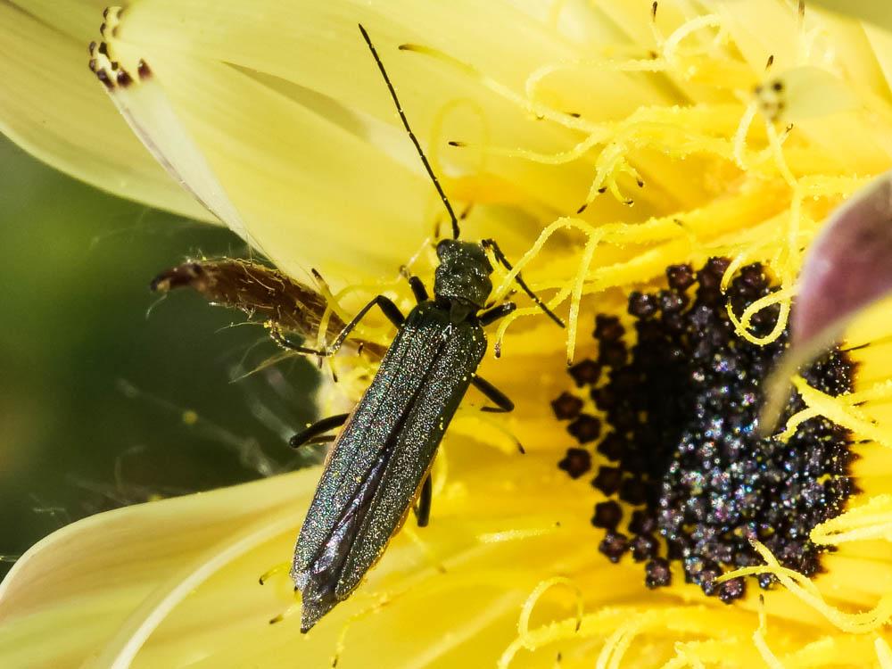 Oedemère noble Oedemera nobilis (Scopoli, 1763)