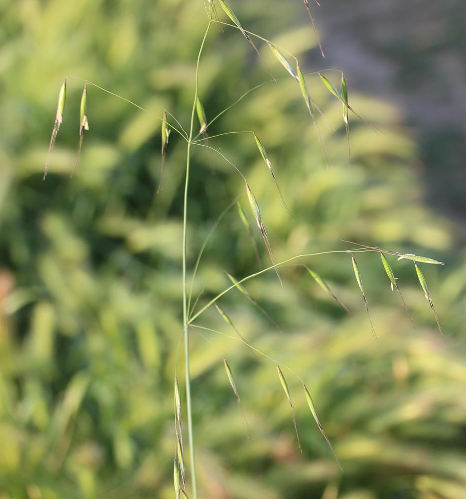 Avoine barbue Avena barbata Pott ex Link, 1799