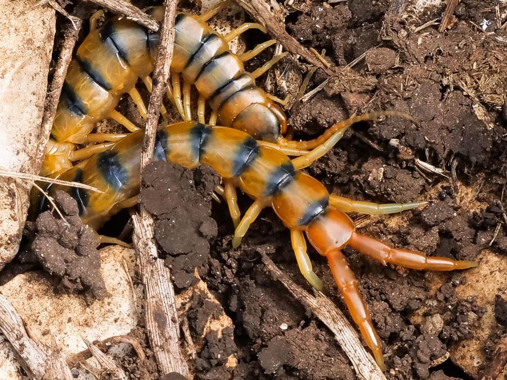 Scolopendra cingulata Latreille, 1789