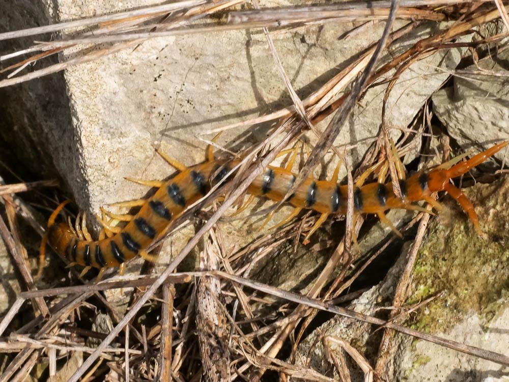 Scolopendra cingulata Latreille, 1789