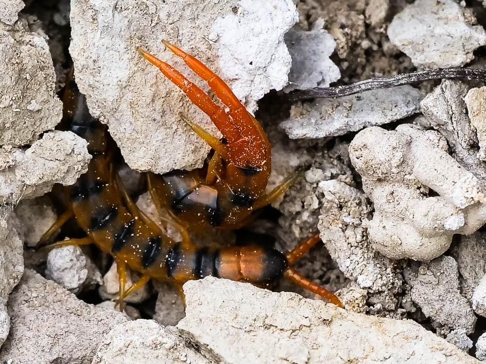 Scolopendra cingulata Latreille, 1789