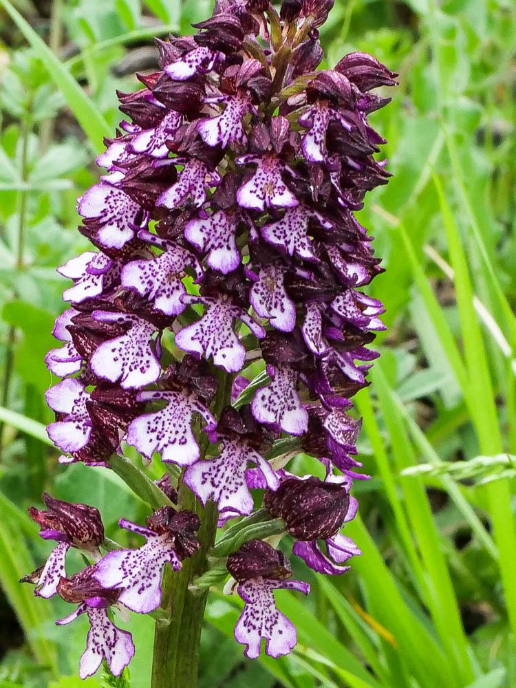 Orchis pourpre, Grivollée Orchis purpurea Huds., 1762