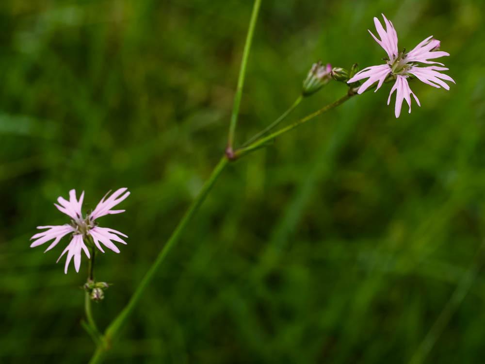 Oeil-de-perdrix Lychnis flos-cuculi subsp. flos-cuculi L., 1753