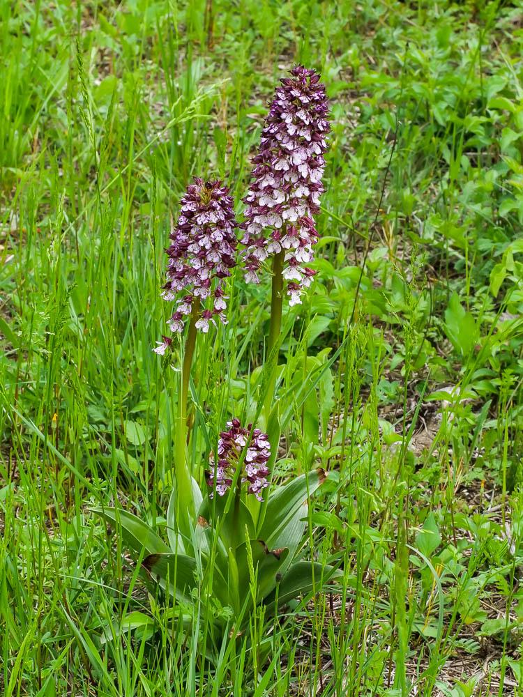 Orchis pourpre, Grivollée Orchis purpurea Huds., 1762